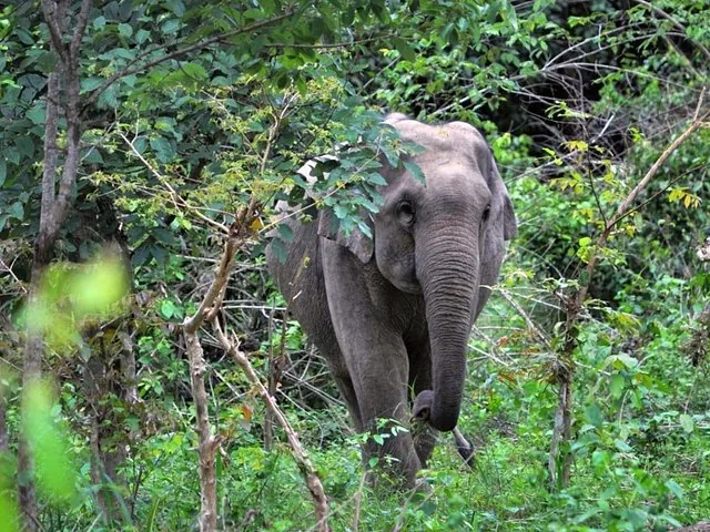 Ein asiatischer Elefant, der aus dem dichten grünen Blattwerk auftaucht