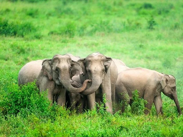 Un gruppo di elefanti vicini tra loro nell'erba alta e verde