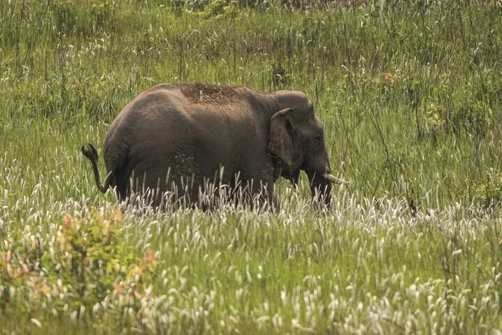 Un elefante solitario caminando entre hierba alta en un campo