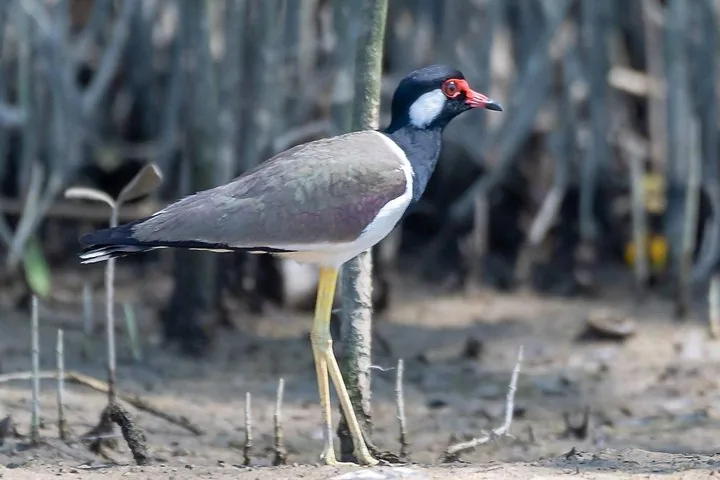 Un avefría india de pie en una orilla fangosa con raíces de mangle