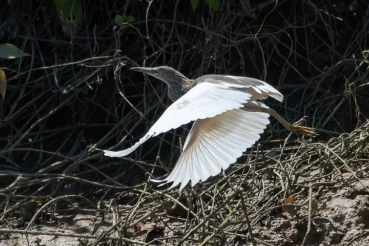 Un ave blanca y marrón alzando el vuelo sobre ramas secas