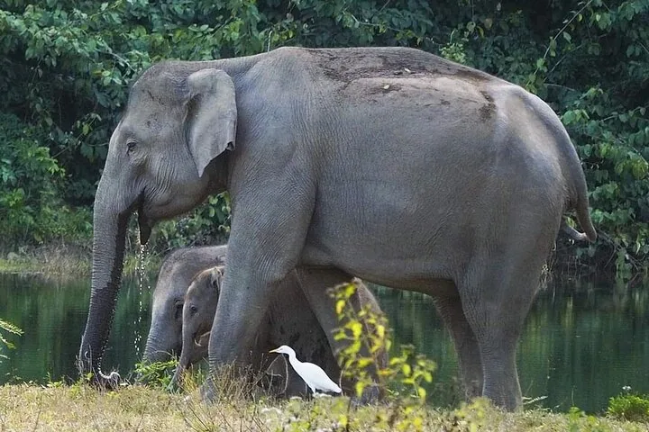 Un grand éléphant et un éléphanteau près d'une mare avec une aigrette blanche