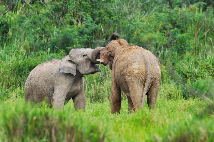 Deux jeunes éléphants qui jouent à se battre dans une zone herbeuse verte