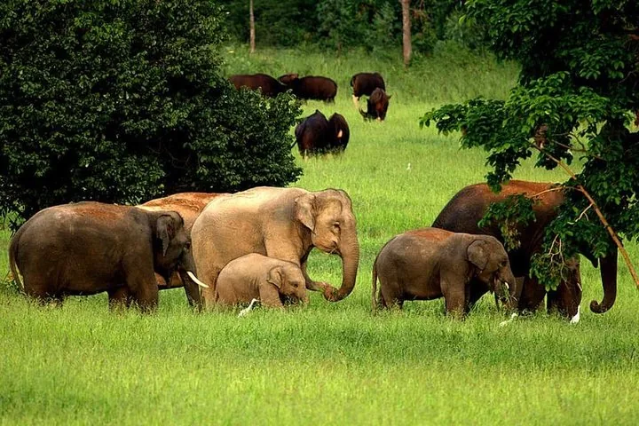 Des éléphants et des gaurs broutant paisiblement ensemble dans un champ verdoyant
