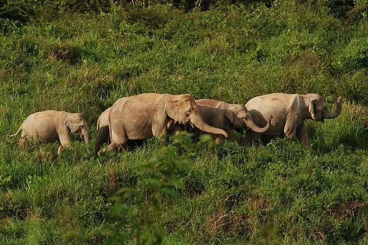 Una fila di elefanti che cammina nell'erba alta del parco