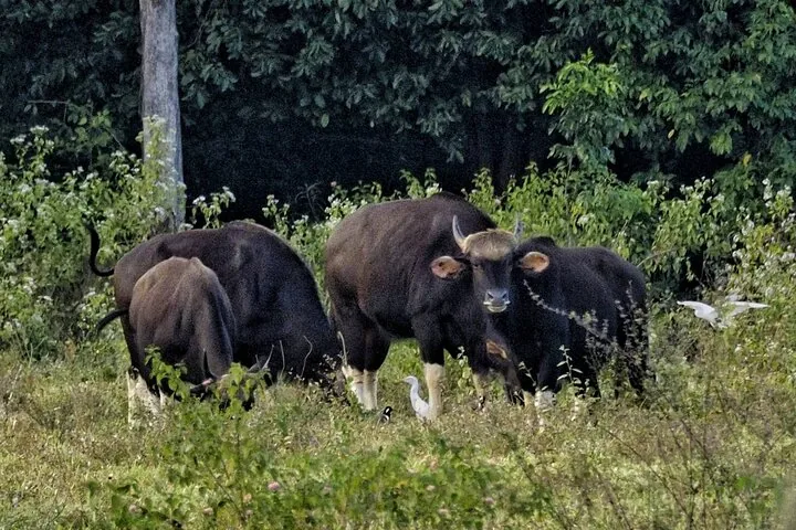 Un gruppo di gaur di colore scuro che pascolano in un campo con uccelli bianchi
