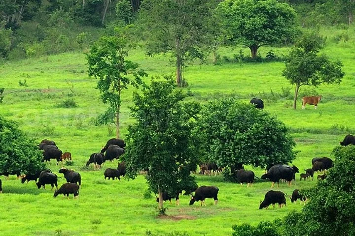 Una gran manada de gaures pastando en una pradera verde vibrante